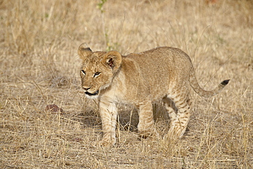 Lion (Panthera leo) cub, Masai Mara National Reserve, Kenya, East Africa, Africa