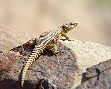 Karoo girdled lizard (Cordylus polyzonus), Mountain Zebra National Park, South Africa, Africa