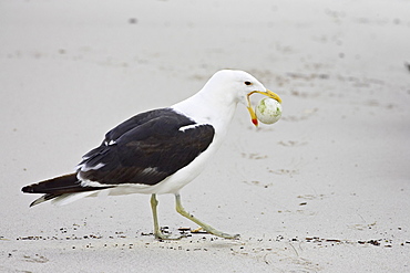 Cape gull (Larus vetula) with African penguin (Spheniscus demersus) egg, Boulders Beach, Simons Town, South Africa, Africa