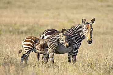 Cape mountain zebra (Equus zebra zebra) mother and foal, Mountain Zebra National Park, South Africa, Africa