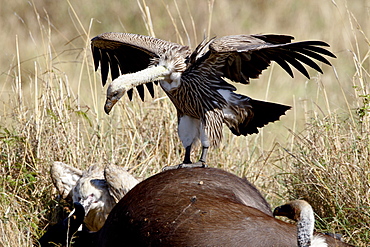 Immature African white-backed vulture (Gyps africanus) atop a Cape buffalo (African buffalo) (Syncerus caffer) carcass, Masai Mara National Reserve, Kenya, East Africa, Africa