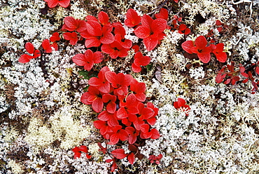 Alpine bearberry (Arctostaphylos alpina) in fall color on the tundra, Denali National Park, Alaska, United States of America, North America
