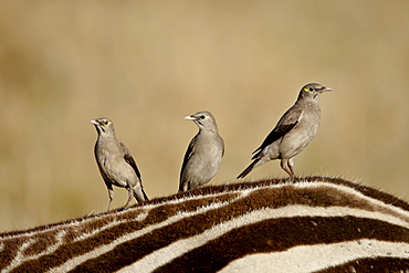 Three Wattled Starling (Creatophora cinerea) on the back of a zebra, Masai Mara National Reserve, Kenya, East Africa, Africa