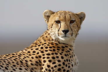 Cheetah (Acinonyx jubatus), Masai Mara National Reserve, Kenya, East Africa, Africa