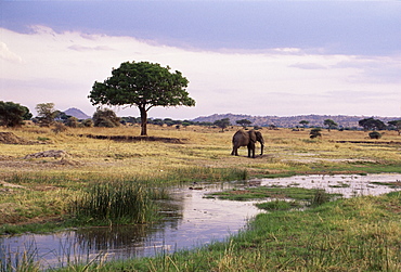 African elephant (Loxodonta africana), Tarangire National Park, Tanzania, East Africa, Africa