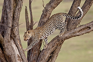 Leopard (Panthera pardus) in a tree, Masai Mara National Reserve, Kenya, East Africa, Africa