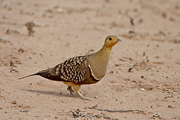 Male Namaqua sandgrouse (Pterocles namaqua), Kgalagadi Transfrontier Park, former Kalahari Gemsbok National Park, South Africa