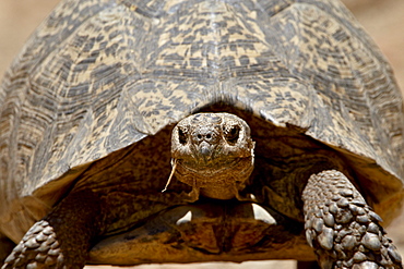 Leopard tortoise (Geochelone pardalis), Swartberg Pass, South Africa, Africa