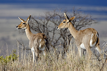 Two mountain reedbuck (Redunca fulvorufula) doe, Mountain Zebra National Park, South Africa, Africa