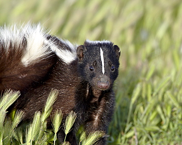 Striped skunk (Mephitis mephitis), Bear River Migratory Bird Refuge, Utah, United States of America, North America