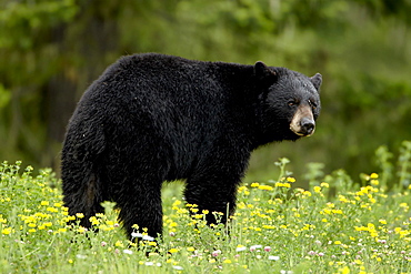 Black bear (Ursus americanus), Manning Provincial Park, British Columbia, Canada, North America