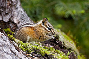 Yellow pine chipmunk (Eutamias amoenus), Manning Provincial Park, British Columbia, Canada, North America