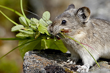 Collared pika (Ochotona collaris) taking food to a cache, Hatcher Pass, Alaska, United States of America, North America