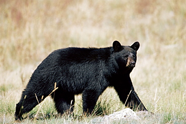 Black bear (Ursus americanus), outside Glacier National Park, Montana, United States of America, North America