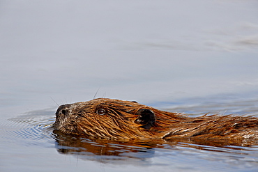 Beaver (Castor canadensis) swimming, Denali National Park and Preserve, Alaska, United States of America, North America