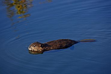 Young beaver (Castor canadensis) swimming, Denali National Park and Preserve, Alaska, United States of America, North America