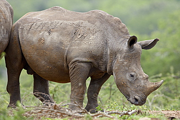 Young White Rhinoceros (Ceratotherium simum), Hluhluwe Game Reserve, South Africa, Africa