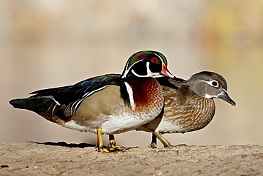 Wood Duck (Aix sponsa) pair, Rio Grande Zoo, Albuquerque Biological Park, Albuquerque, New Mexico, United States of America, North America