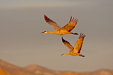 Two Sandhill Cranes (Grus canadensis) in flight in early morning light, Bosque Del Apache National Wildlife Refuge, New Mexico, United States of America, North America