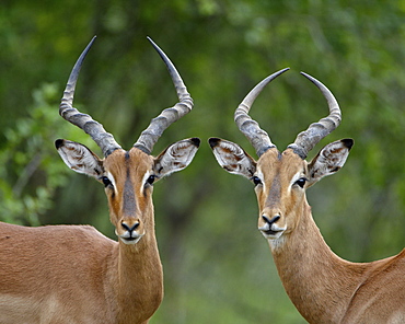 Two male Impala (Aepyceros melampus), Imfolozi Game Reserve, South Africa, Africa