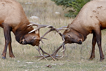 Two bull Elk (Cervus canadensis) fighting, Jasper National Park, Alberta, Canada, North America