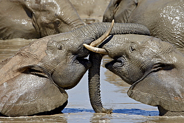 Two African Elephant (Loxodonta africana) playing while in a mud bath, Addo Elephant National Park, South Africa, Africa