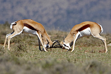 Springbok (Antidorcas marsupialis) bucks sparring, Mountain Zebra National Park, South Africa, Africa