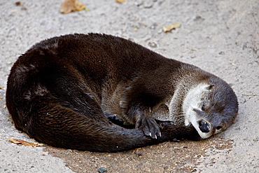River Otter (Lutra canadensis) in captivity, resting and sucking on its tail, Arizona Sonora Desert Museum, Tucson, Arizona, United States of America, North America