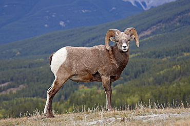 Bighorn Sheep (Ovis canadensis) ram, Jasper National Park, UNESCO World Heritage Site, Alberta, Rocky Mountains, Canada, North America