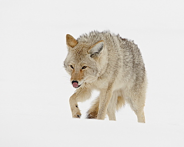 Coyote (Canis latrans) in snow, Yellowstone National Park, Wyoming, United States of America, North America