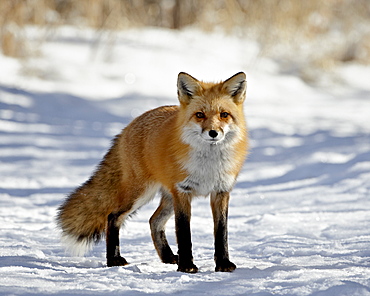 Red Fox (Vulpes vulpes or Vulpes fulva) in the snow, Prospect Park, Wheatridge, Colorado, United States of America, North America