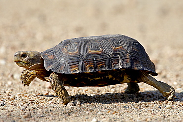 Speke's Hinged Tortoise (Kinixys spekii), Kruger National Park, South Africa, Africa