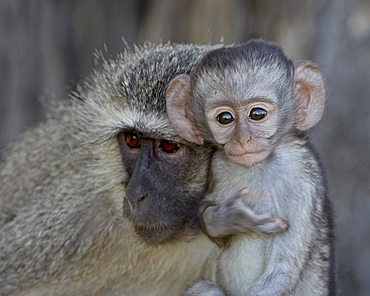 Vervet Monkey (Chlorocebus aethiops) infant and mother, Kruger National Park, South Africa, Africa