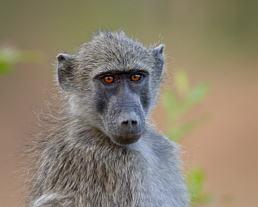 Chacma Baboon (Papio ursinus), Kruger National Park, South Africa, Africa