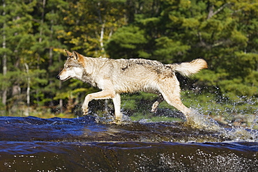 Gray wolf (Canis lupus) running through water, in captivity, Minnesota Wildlife Connection, Sandstone, Minnesota, United States of America, North America