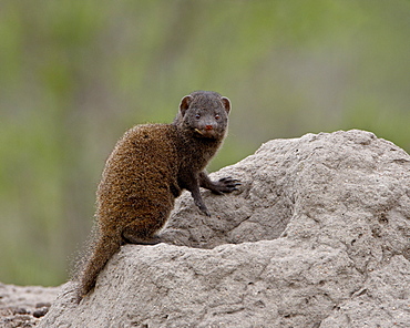 Young Dwarf Mongoose (Helogale parvula), Kruger National Park, South Africa, Africa