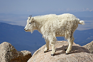 Mountain Goat (Oreamnos americanus), Mount Evans, Colorado, United States of America, North America