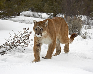 Mountain Lion (Cougar) (Felis concolor) in snow in captivity, near Bozeman, Montana, United States of America, North America