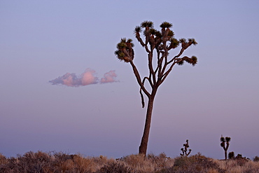 Joshua tree at dusk, Joshua Tree National Park, California, United States of America, North America