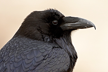 Common raven (Corvus corax), Petrified Forest National Park, Arizona, United States of America, North America