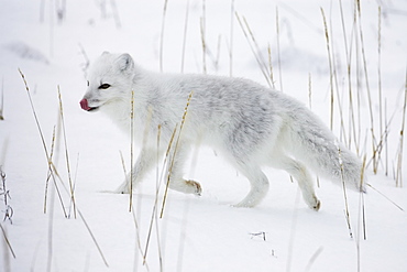 Arctic fox (Alopex lagopus) running in snow, near Churchill, Manitoba, Canada, North America