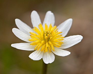 Marsh Marigold (ElkÔøOs Lip) (Caltha leptosepala), Shoshone National Forest, Wyoming, United States of America, North America