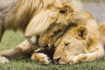 Adult male lion (Panthera leo) greeting his son, Serengeti National Park, Tanzania, East Africa, Africa