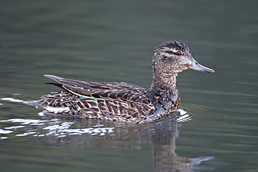 Green-winged teal (Anas crecca) hen swimming, Pike and San Isabel National Forest, Colorado, United States of America, North America