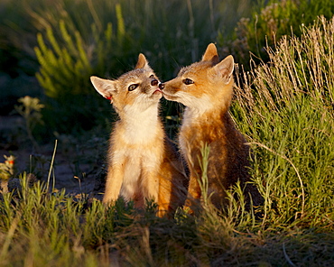 Two swift fox (Vulpes velox) kits, Pawnee National Grassland, Colorado, United States of America, North America