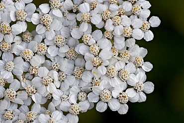 Alpine Yarrow (Achillea alpicola), Glacier National Park, Montana, United States of America, North America