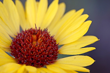 Common gaillardia (great blanketflower) (blanketflower) (brown-eyed Susan) (Gaillardia aristata), Glacier National Park, Montana, United States of America, North America