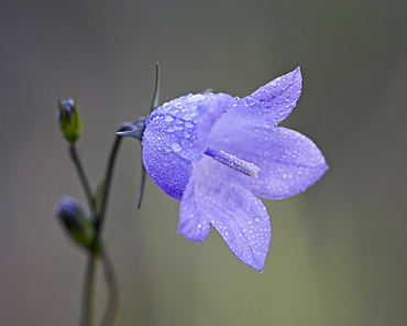 Mountain harebell (Campanula lasiocarpa), Glacier National Park, Montana, United States of America, North America