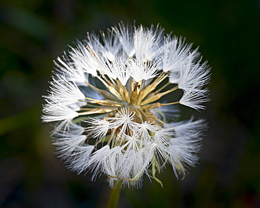 Western salsify (goatsbeard) (Tragopogon dubius) seedhead, Glacier National Park, Montana, United States of America, North America