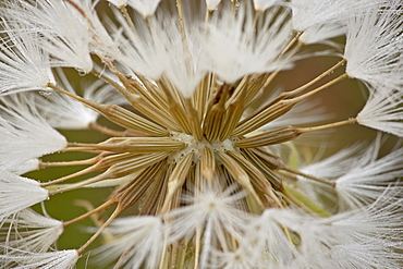 Western salsify (goatsbeard) (Tragopogon dubius) seedhead, Glacier National Park, Montana, United States of America, North America